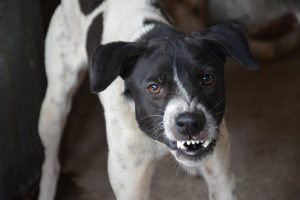 Perros agresivos tipos de agresividad