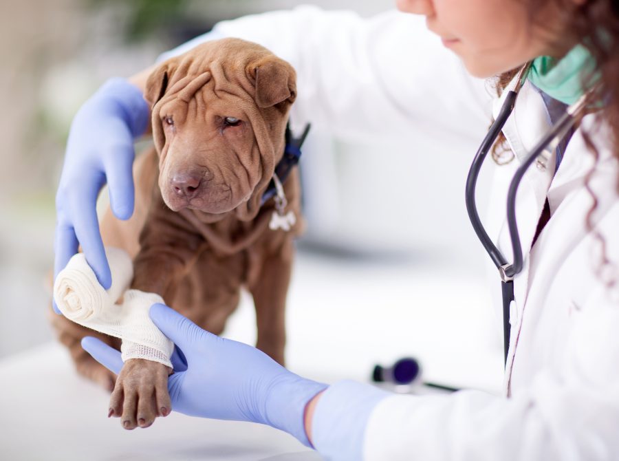 analisis-de-sangre-en-perros-bioquimica