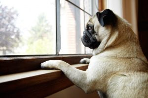 Perro con ansiedad por separación: ¿qué hago?