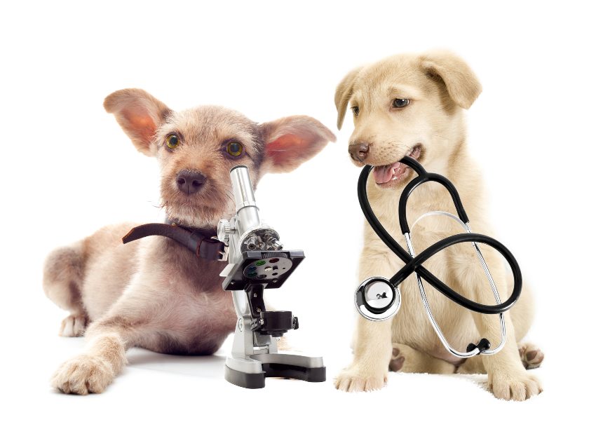 como-curar-una-herida-en-un-perro-y-otras-mascotas