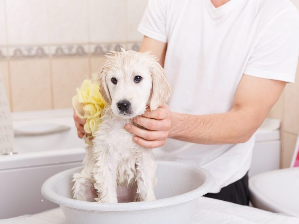 Todo lo que necesitas para bañar a un cachorro - Tiendanimal