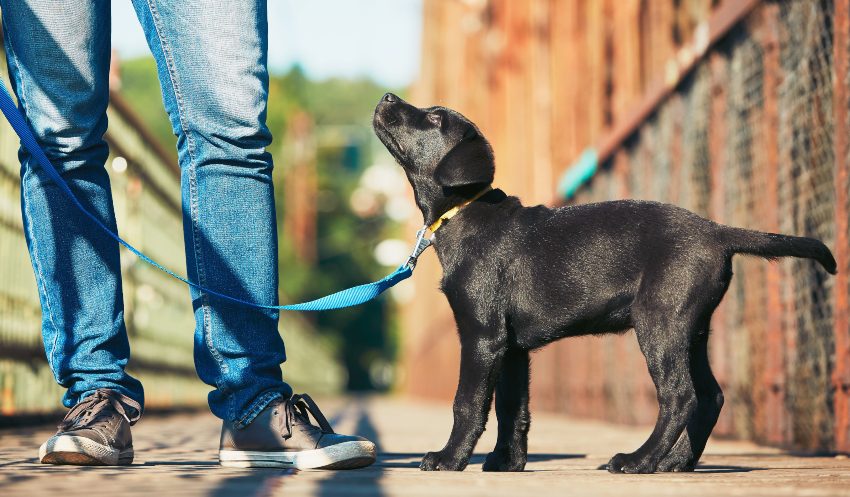 como-educar-cachorro