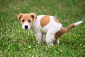 Cómo enseñar cachorro a hacer sus necesidades en la calle