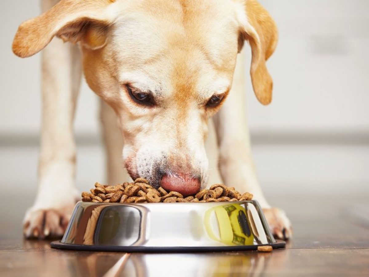 Cuidados especiales para perro labrador 