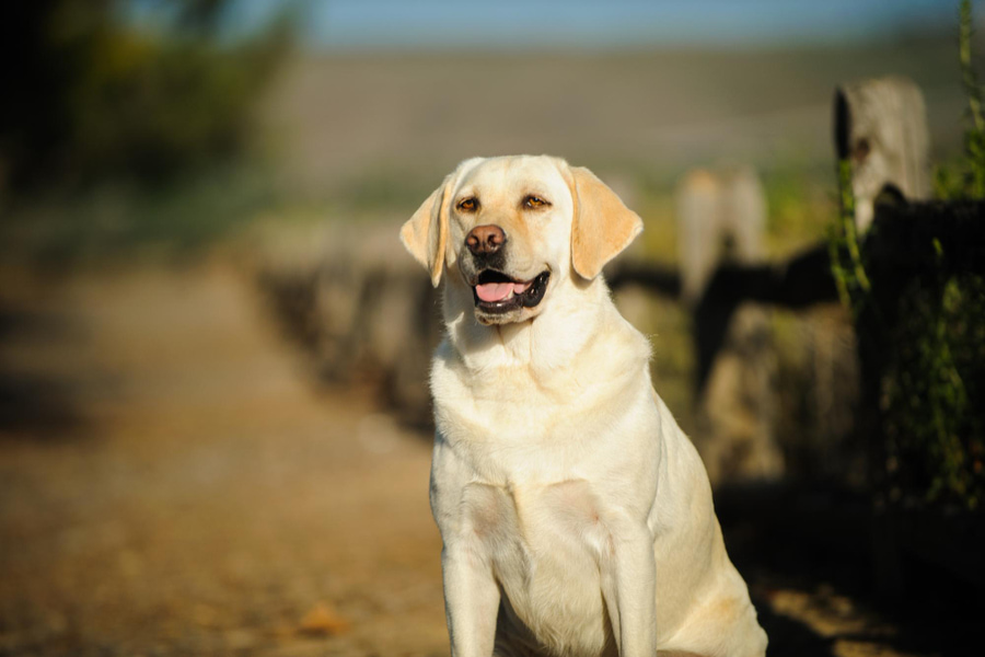 Raza labrador retriever: cuidados, características y carácter