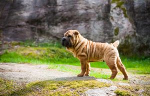 el-shar-pei