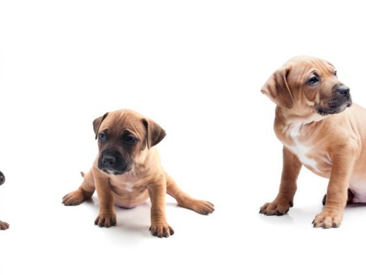 Qué observan los perros cuando ven la televisión