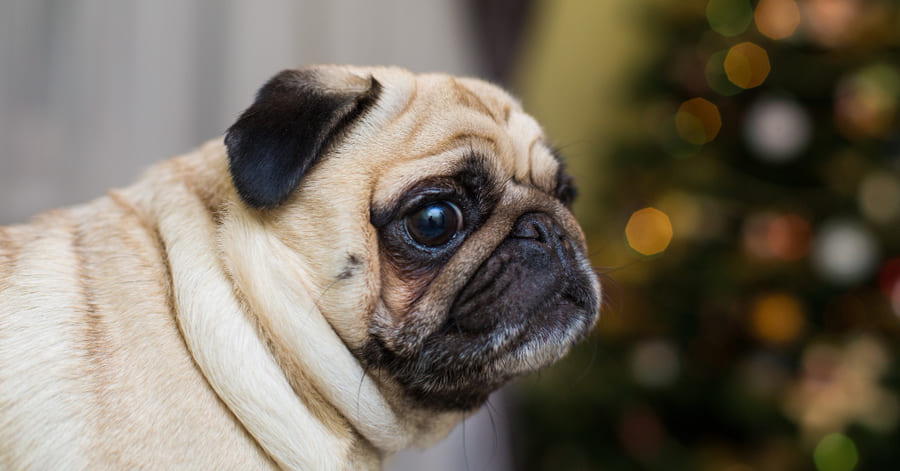 Características del pug