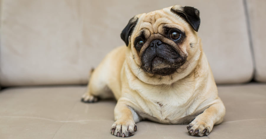 Ficha del carlino o pug