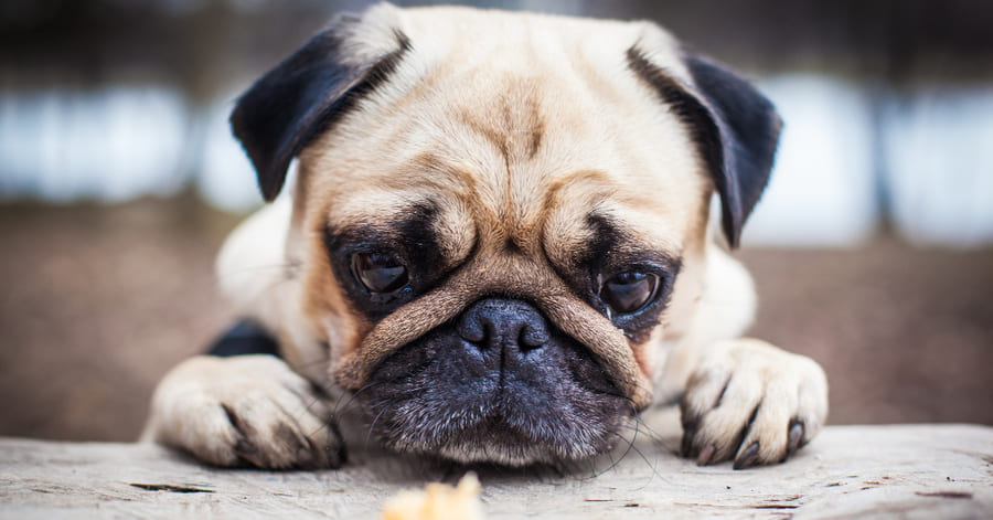 Temperamento del pug