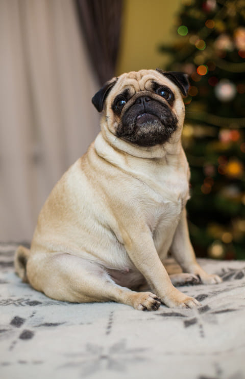 Características del Pug