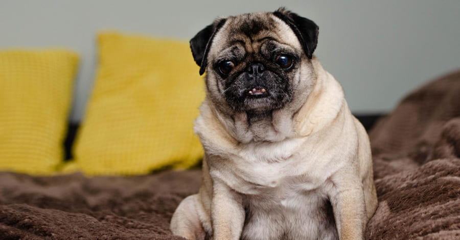 Cuidados esenciales del pug