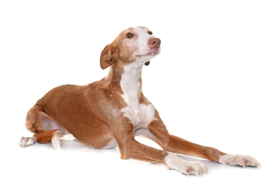 Fotos del perro podenco ibicenco