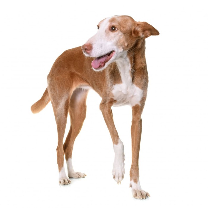 Fotos de la raza de perro podenco ibicenco