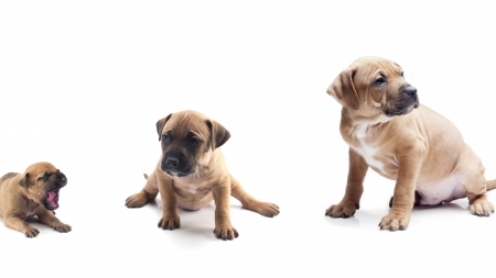 Etapas del crecimiento del perro