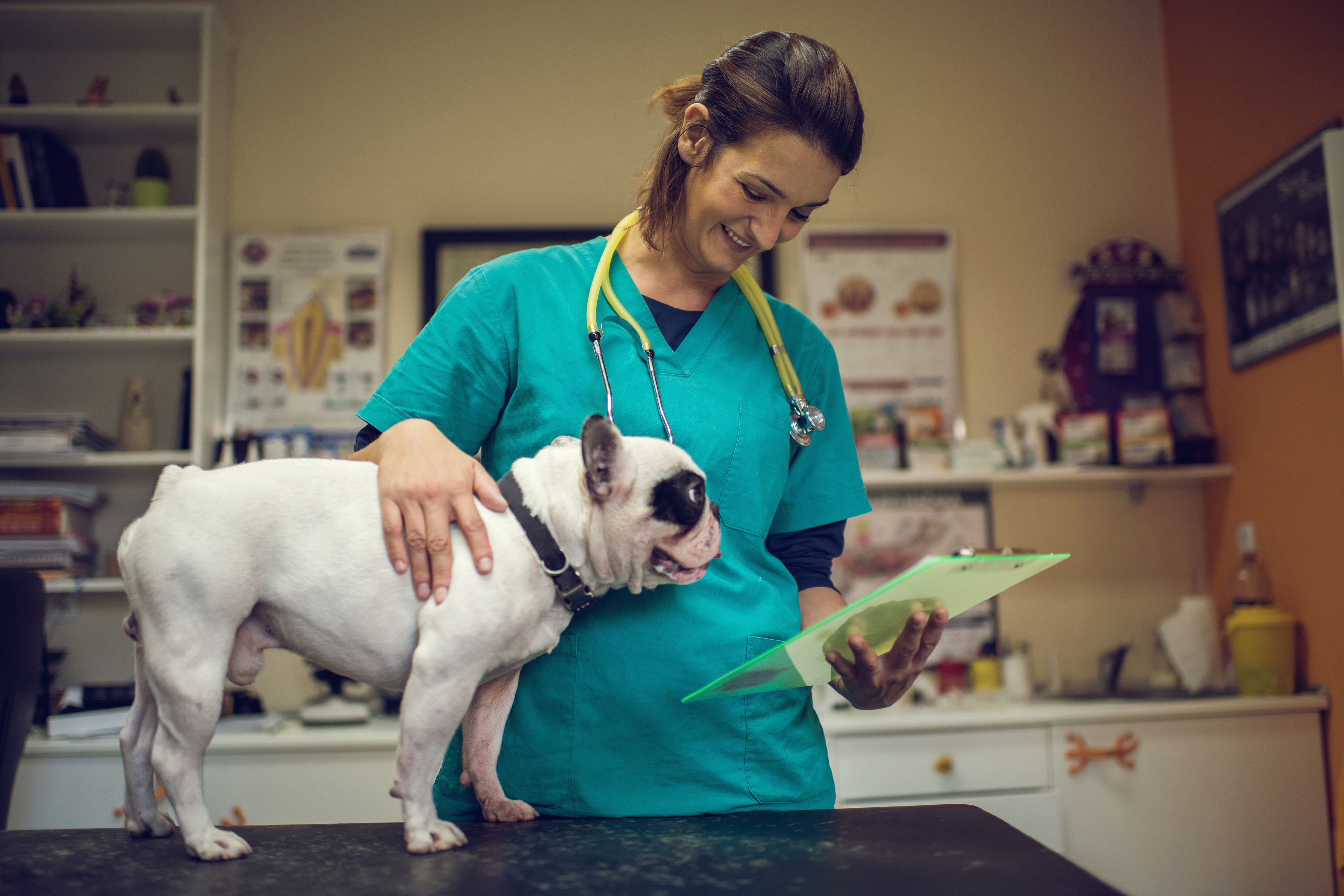 Leucocitos y linfocitos bajos en perros