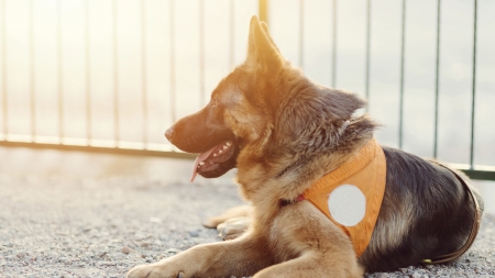 Perros de asistencia