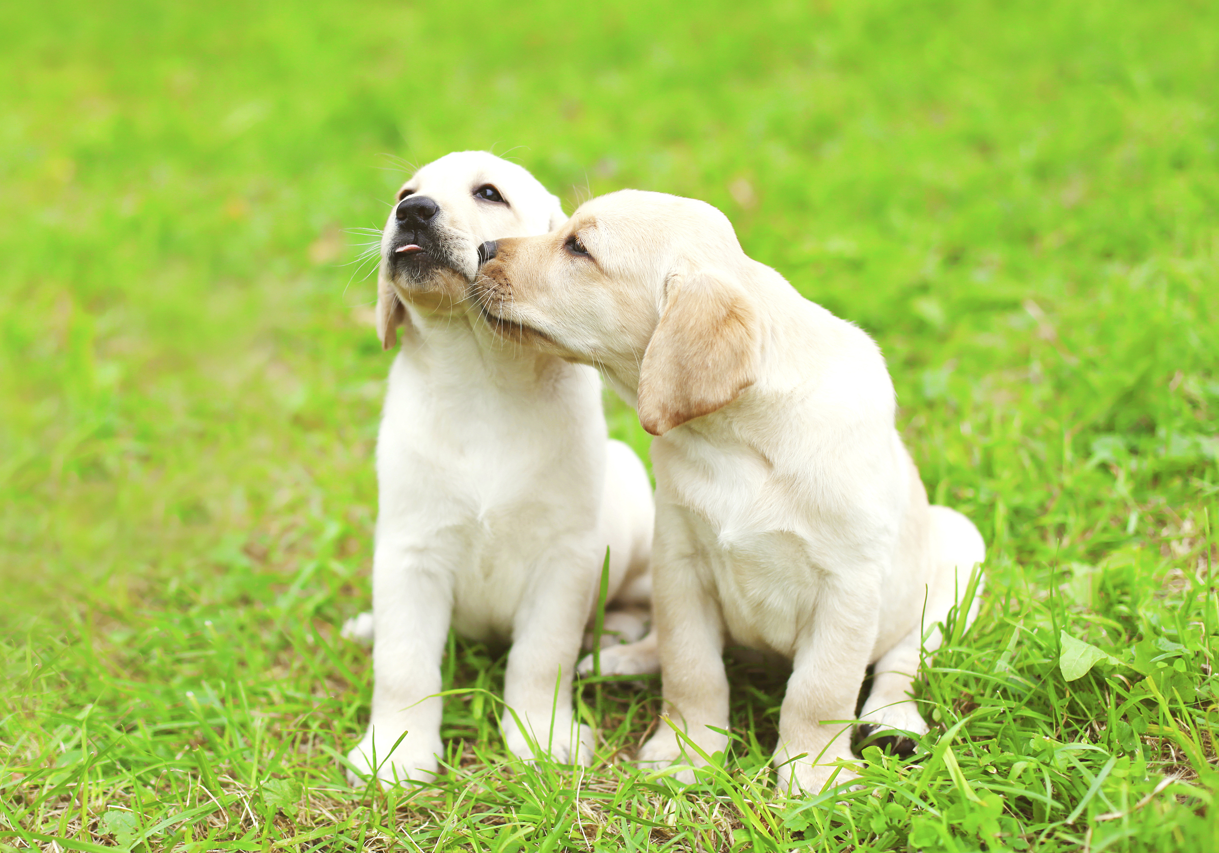 El Perro Labrador Es Raza Mediana O Grande
