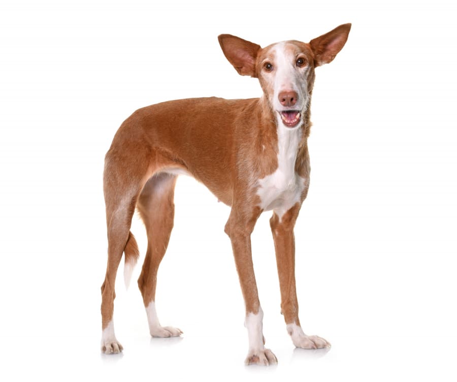Galería de imágenes del podenco ibicenco