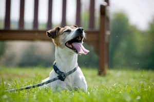 jack-russell-terrier