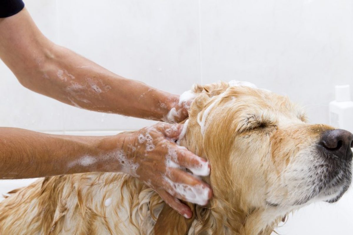 penitencia Sip Creyente La higiene del perro - Tiendanimal