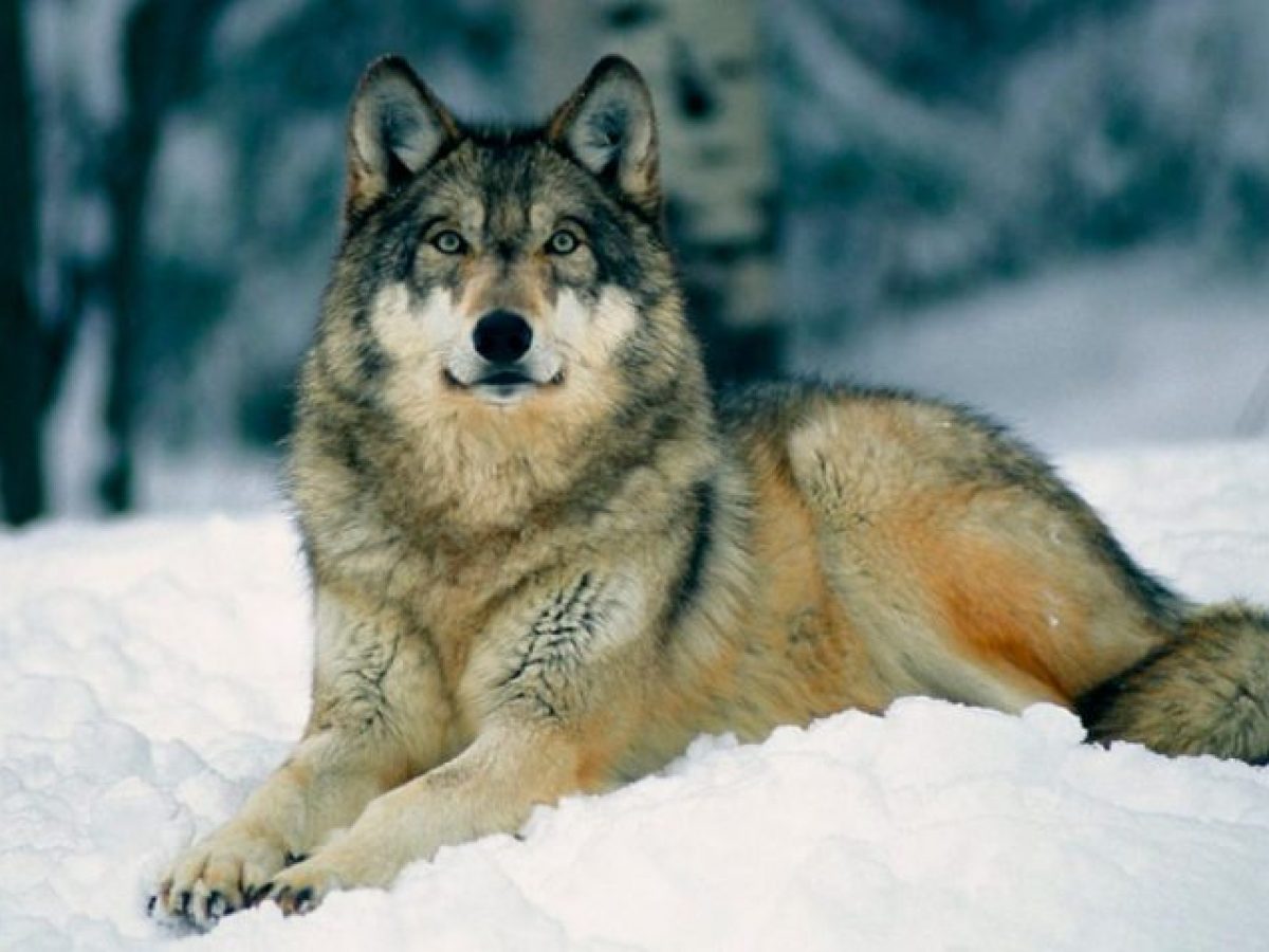 Los lobos salvajes - Tiendanimal