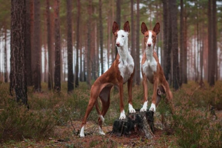 Guía completa con toda la información sobre el podenco ibicenco