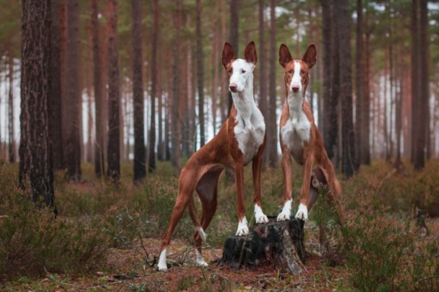 Podenco Ibicenco Caracter sticas Cuidados Y Car cter Tiendanimal