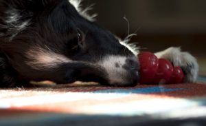 que-necesita-un-border-collie