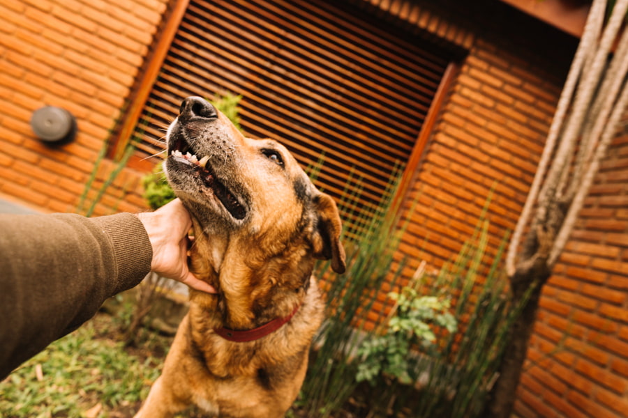 Qué es la sarna en perros, síntomas, cómo curarla y prevenirla