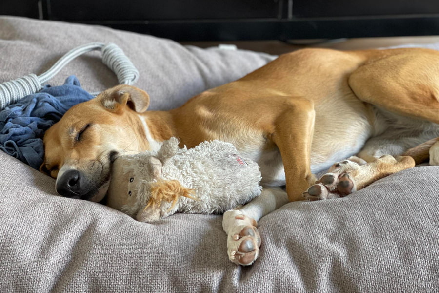 Guía informativa: tipos de tranquilizantes para perros y cuál es mejor