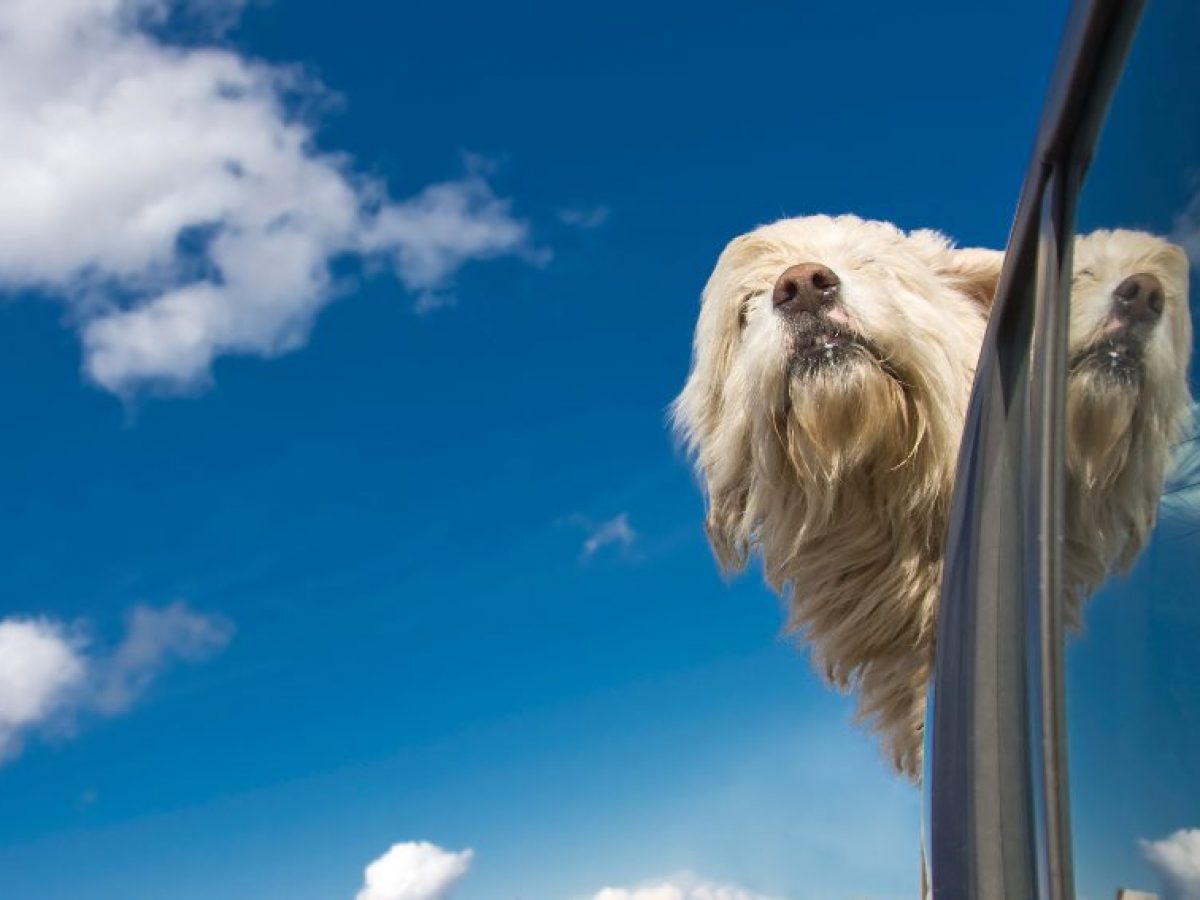Disfruta de las vacaciones viajando con tu perro en coche - Tiendanimal