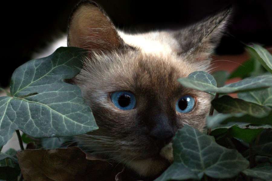 Adaptación del gato frente a los cambios