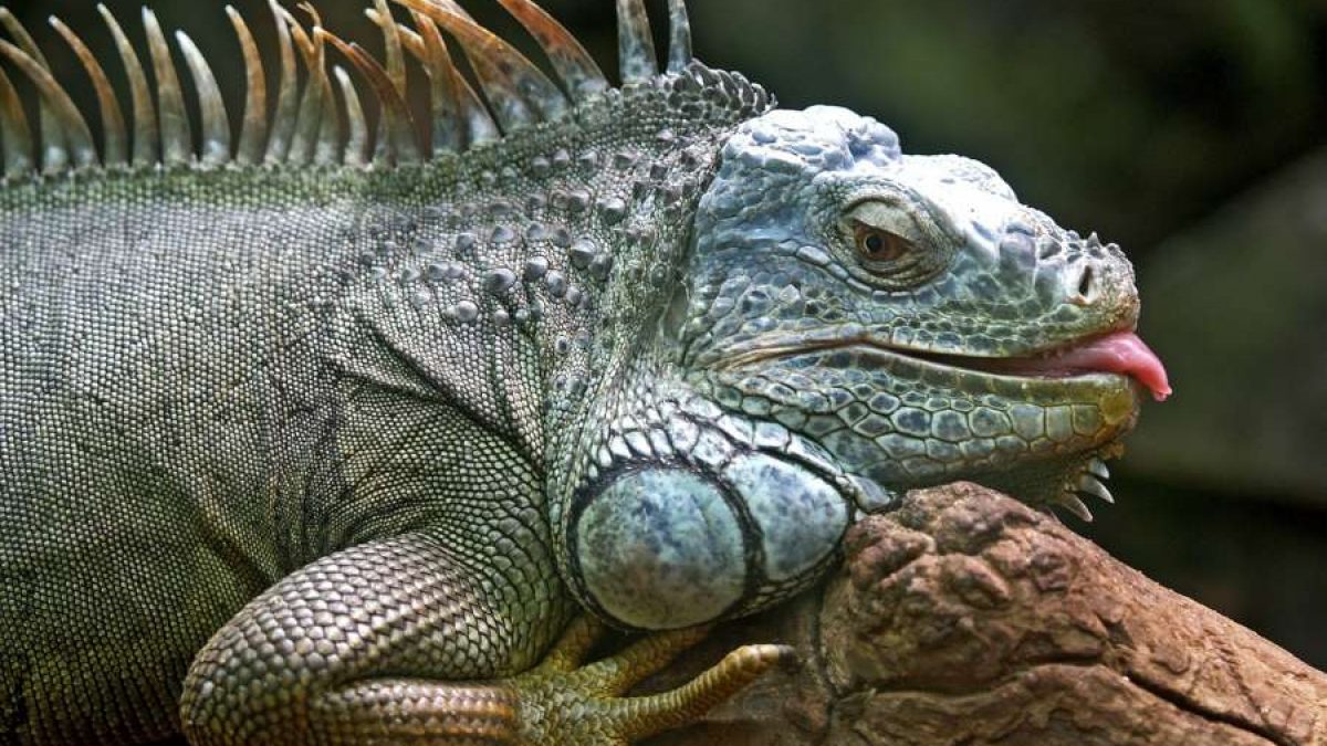 domesticar a una iguana - Tiendanimal