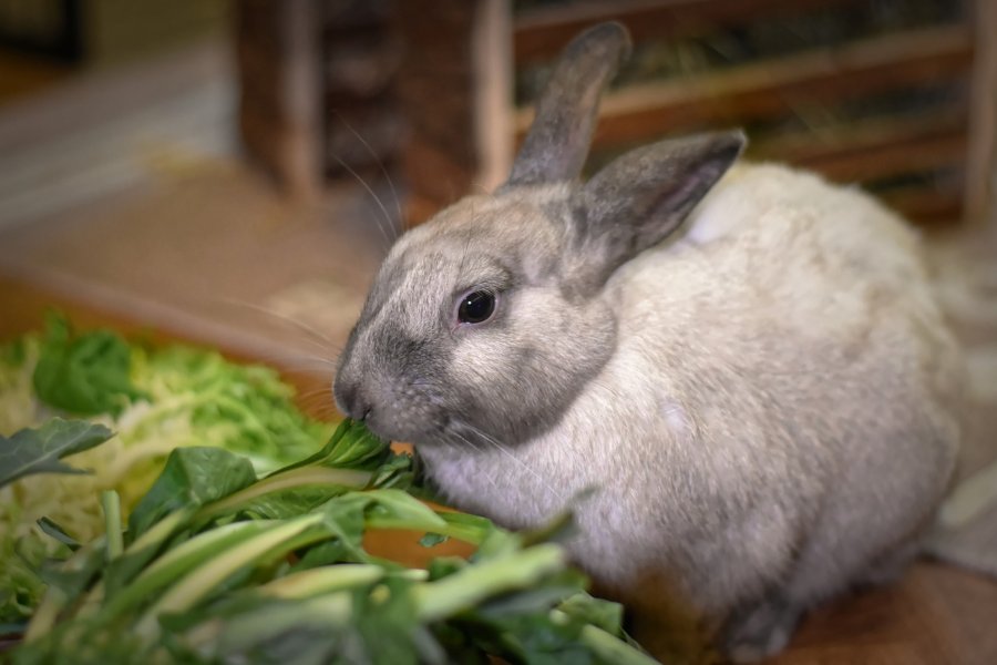 Cómo educar a un conejo