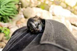 Cómo cuidar a un gato huérfano recién nacido