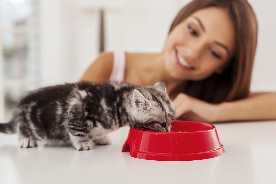 Cómo introducir un gato nuevo en casa