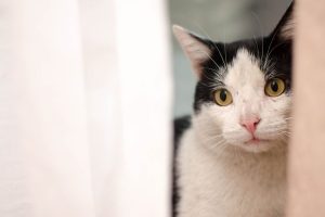 Causas y tipos de diarrea en gatos