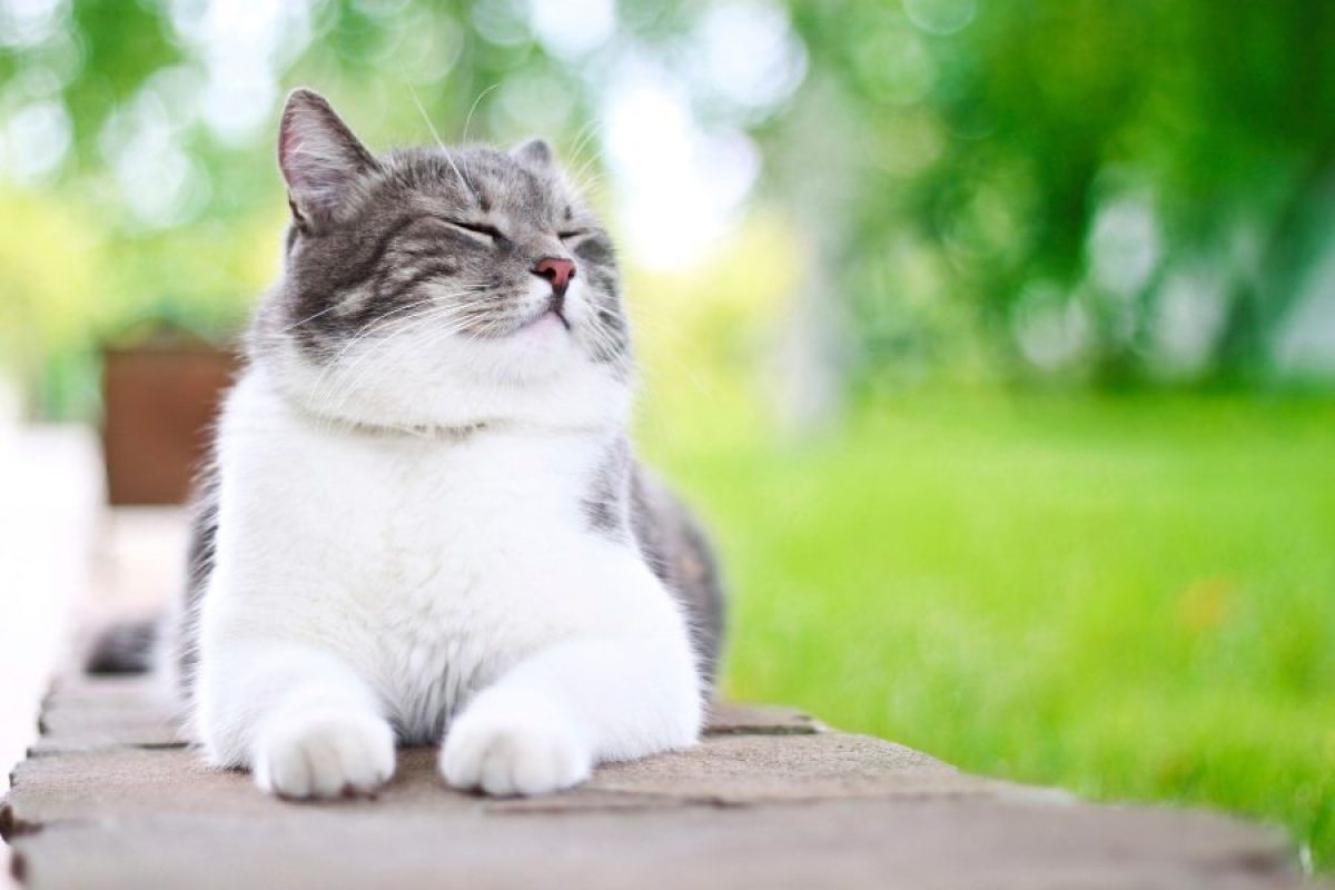 respiratorias en gatos - Tiendanimal