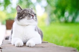 enfermedades-respiratorias-en-gatos