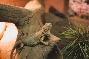 Enfermedades respiratorias en reptiles