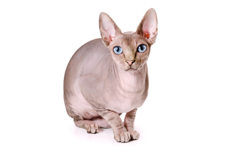 Gato Sphynx