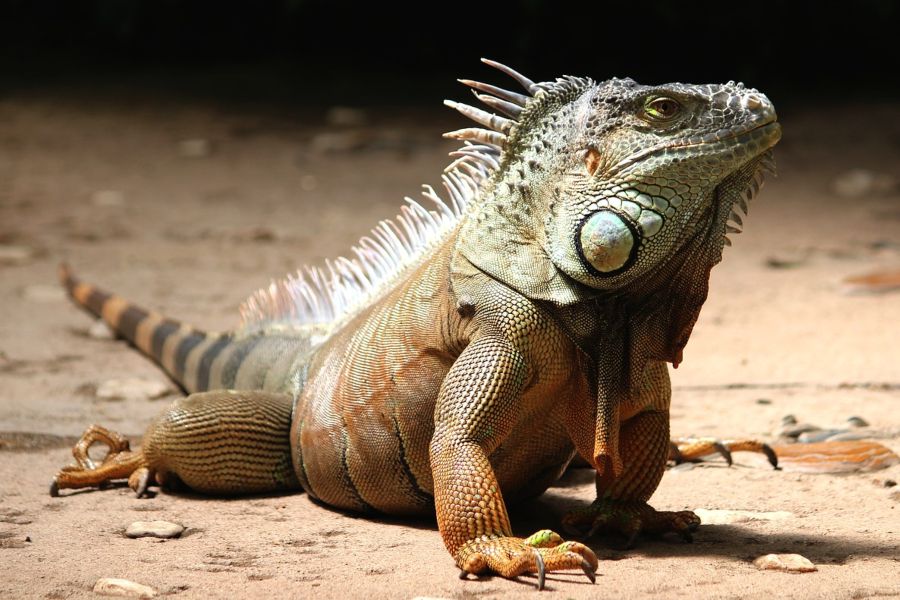 Las iguanas en la naturaleza