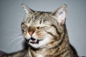 Mi gato estornuda y tiene tos