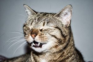 Mi gato estornuda: causas y qué debes hacer