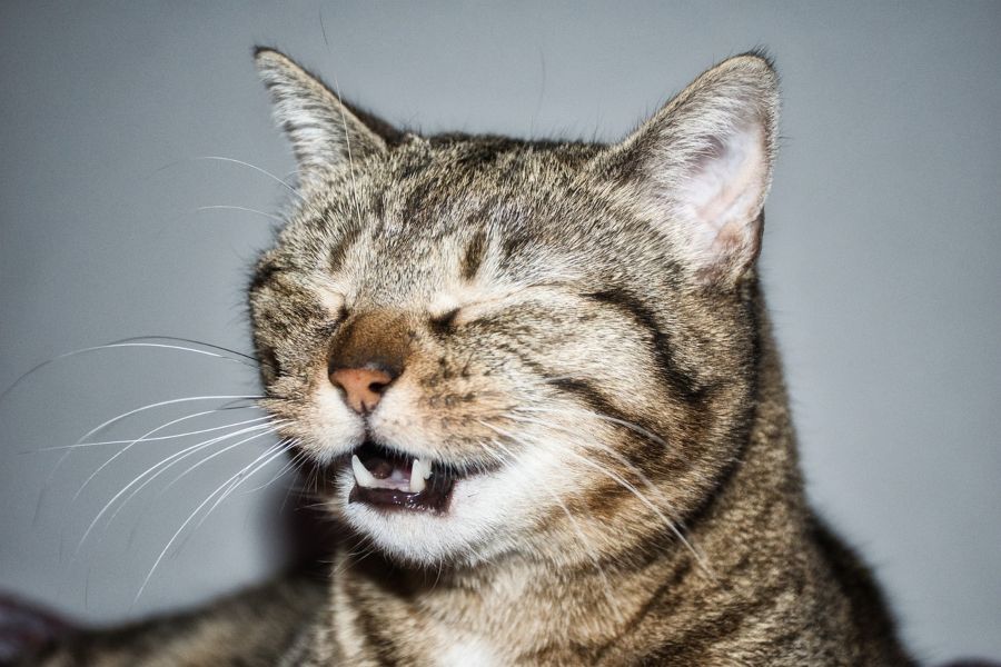 Mi gato estornuda: causas y qué debes hacer