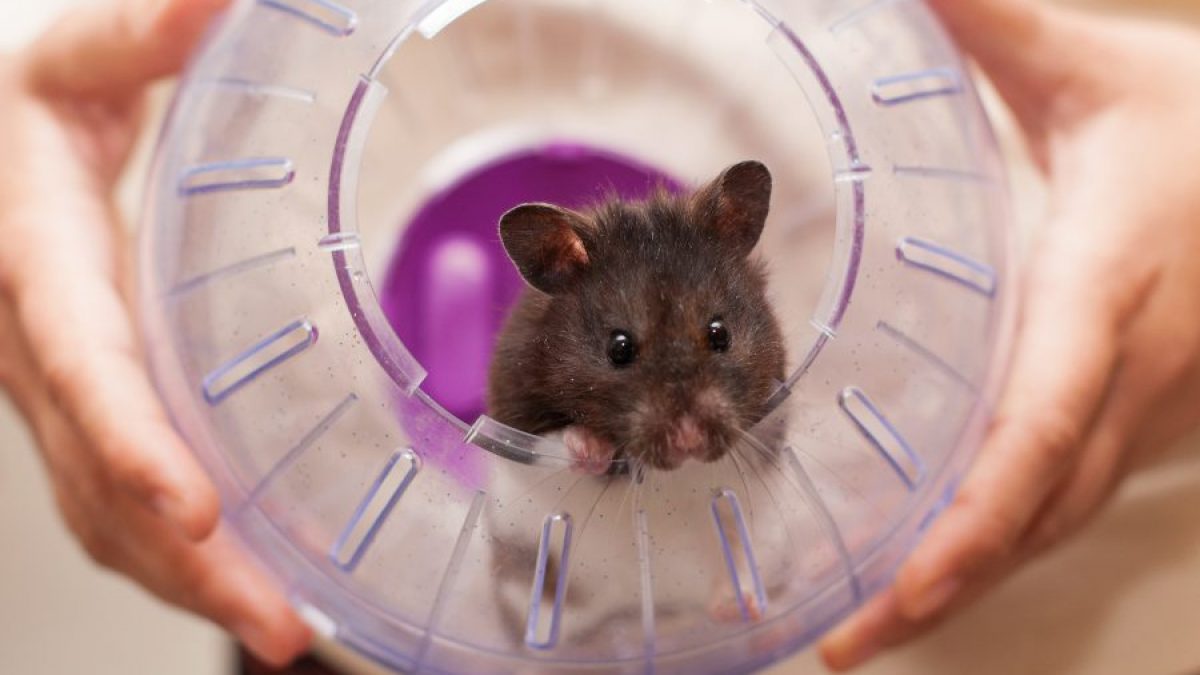 Reproduccion Y Crias De Hamster Tiendanimal Reproduccion Y Crias De Hamster Tiendanimal