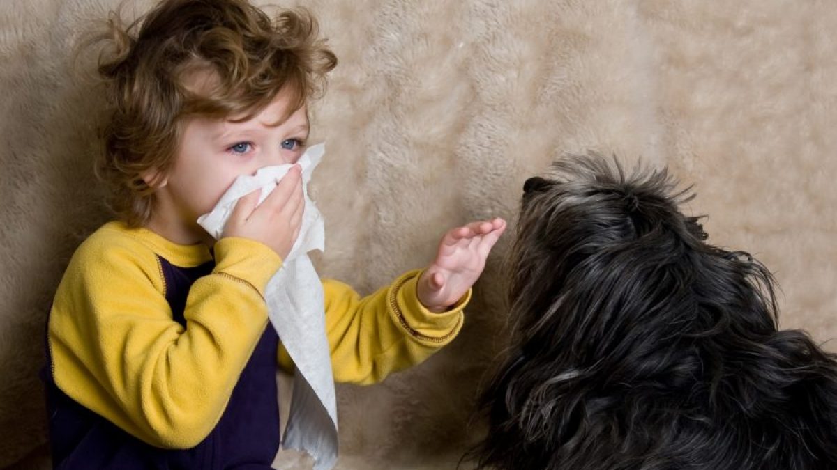 Alergia a los perros - Tiendanimal