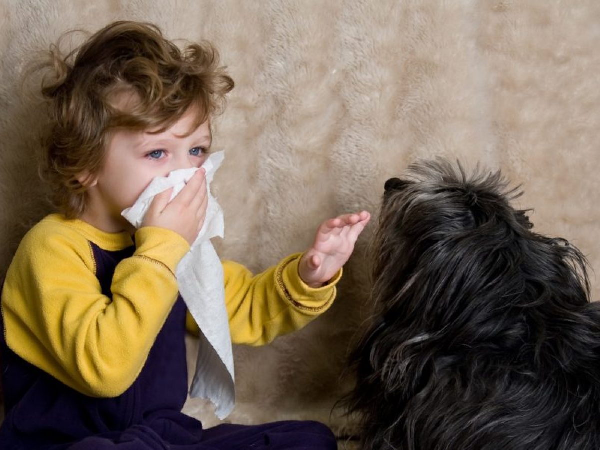 Alergia a perros - Tiendanimal