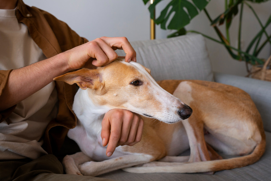 Alergia a los perros: síntomas y tratamientos